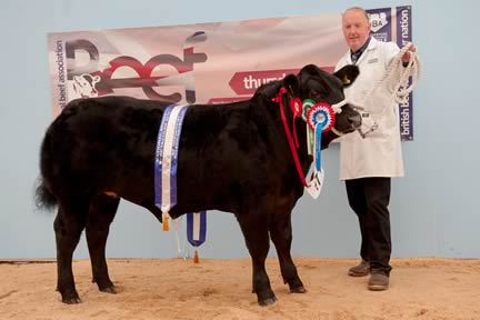 British Blue sired steer, ‘Will I Am’, exhibited by T Jones, claimed Champion Steer and Reserve Supreme Champion. (Wt 445Kgs.)